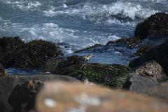 Arenaria interpres