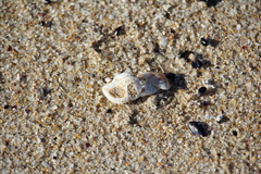Cymatiella