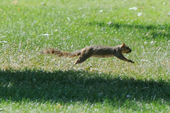 Sciurus niger