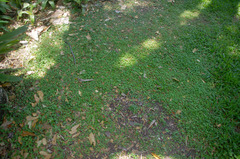 Hydrocotyle acutiloba