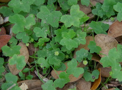Hydrocotyle acutiloba