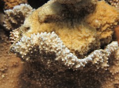 Montipora capitata