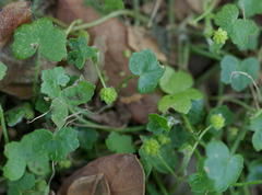 Hydrocotyle acutiloba