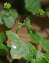 Hydrocotyle acutiloba
