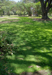 Hydrocotyle acutiloba