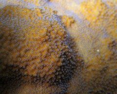 Montipora patula