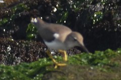 Actitis macularius