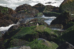 Actitis macularius