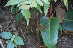 Greta morgane morgane