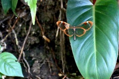 Greta morgane morgane