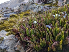 Polystichum mohrioides
