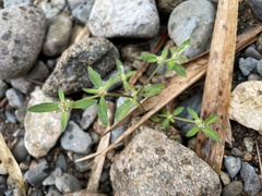 Spermacoce prostrata