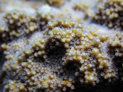 Montipora patula