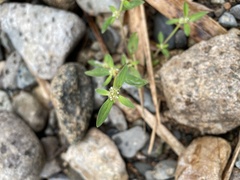Spermacoce prostrata