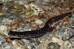Plethodon teyahalee