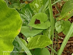 Ancistroides nigrita