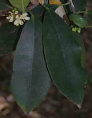 Garcinia warrenii