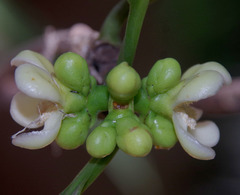 Garcinia warrenii