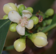 Garcinia warrenii