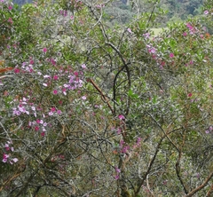 Rhododendron rubropilosum