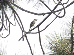 Elaenia parvirostris