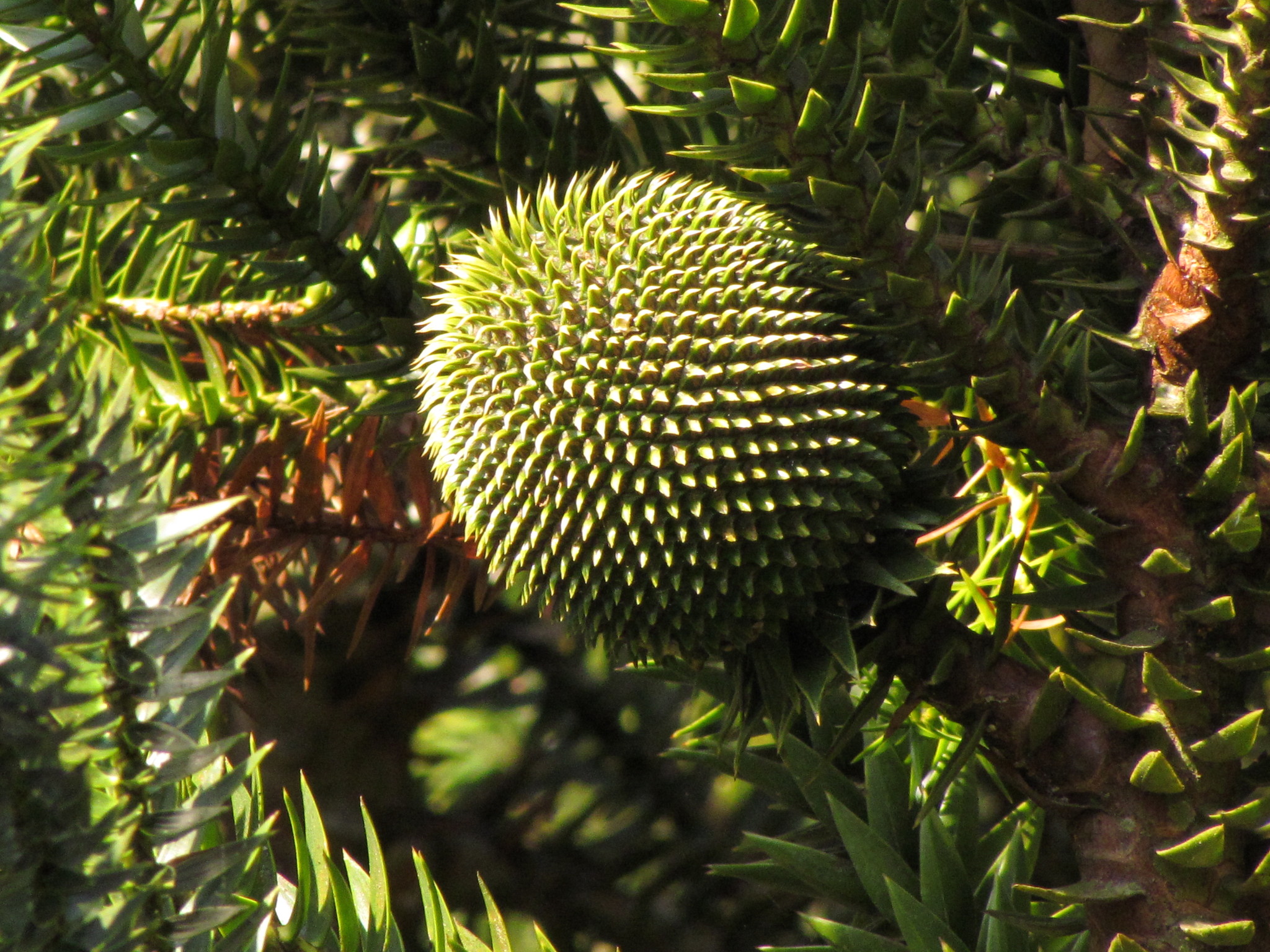 Araucaria angustifolia
