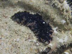 Pseudobiceros hancockanus