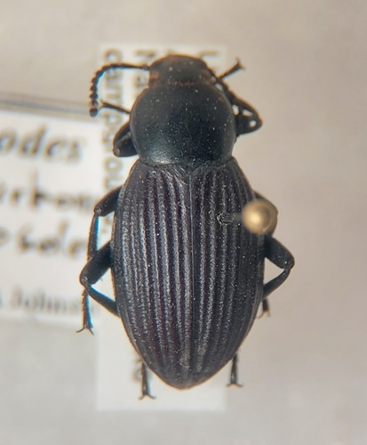 Eleodes carbonaria