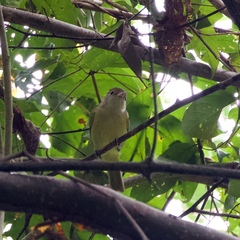 Dysithamnus mentalis