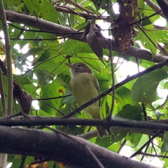 Dysithamnus mentalis