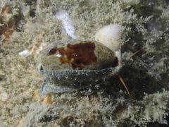 Erronea cylindrica