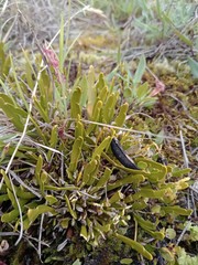 Carmichaelia corrugata