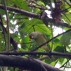 Dysithamnus mentalis