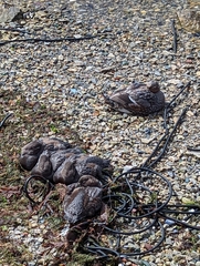 Tachyeres brachypterus