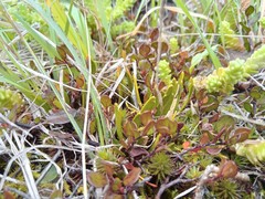 Carmichaelia corrugata
