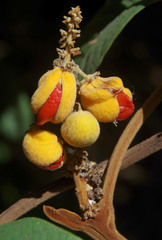 Diploglottis macrantha
