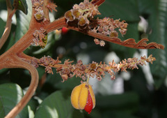 Diploglottis macrantha