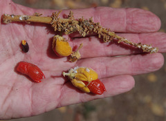 Diploglottis macrantha