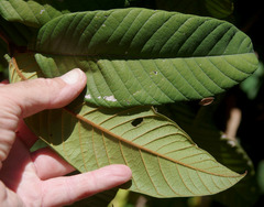 Diploglottis macrantha