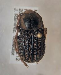 Microschatia solieri