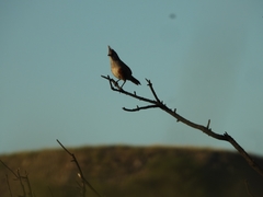 Rhinocrypta lanceolata