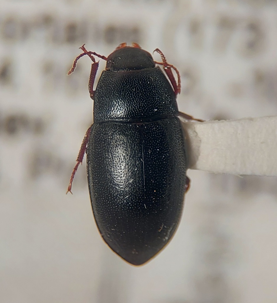 Steriphanus