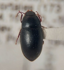 Steriphanus