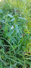 Misopates