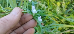 Misopates