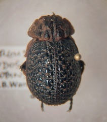 Omorgus nodosus
