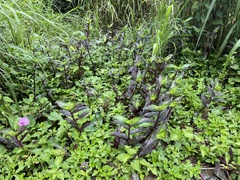 Tripogandra serrulata