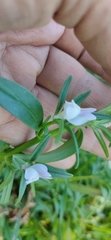 Misopates