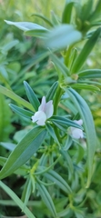Misopates