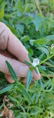 Misopates